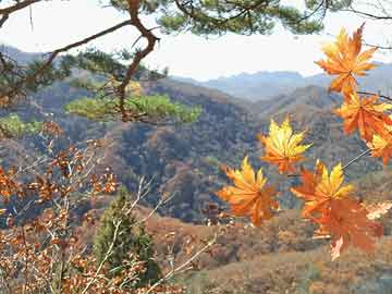 开云体育-28场比赛收获89粒进球 上超联赛鸣金收兵 上海城投队首夺冠军